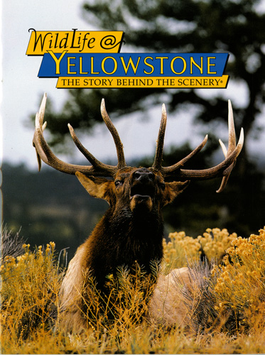 Wildlife at Yellowstone - The Story Behind the Scenery